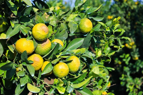 Mandarinenbäume Mit Unreifen Grünen Früchten Auf Plantagen — Stockfoto