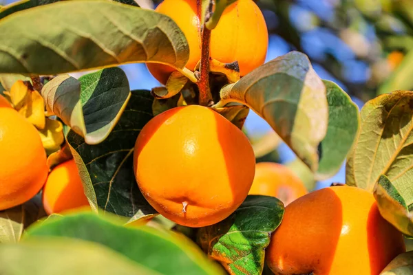 Tree Branches Ripe Persimmon Fruits Outdoors Closeup — Stock Photo, Image
