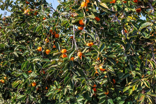Persimmon Tree Ripe Fruits Outdoors — Stock Photo, Image
