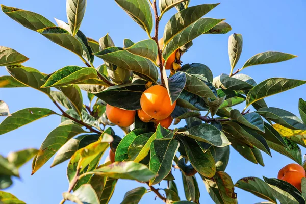 Tree Branch Ripe Persimmon Fruits Blue Sky Background — Stock Photo, Image