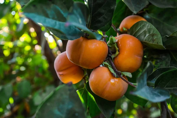 Branches Persimmon Tree Fruits Outdoors Closeup — Stock Photo, Image