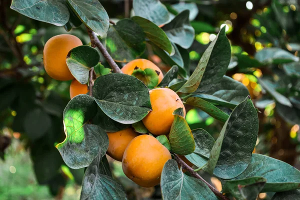 Äste Von Kaki Baum Mit Früchten Auf Plantage — Stockfoto