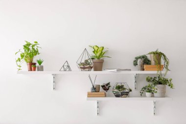 Çiçekli raflar, ev bitkileri ve aydınlık duvarlı kitaplar.