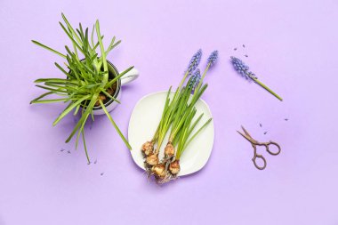 Tabakta güzel Muscari çiçekleri ve leylak arkaplanda kupası olan kompozisyon