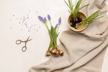 Beyaz masada güzel Muscari çiçekleri ve makasları