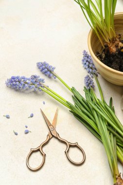 Beyaz masada güzel Muscari çiçekleri ve makasları