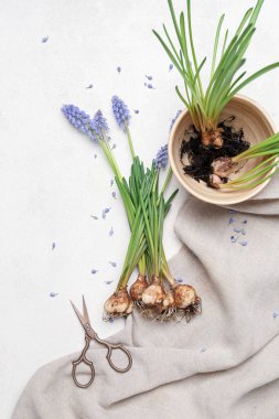 Beyaz masada güzel Muscari çiçekleri ve makasları