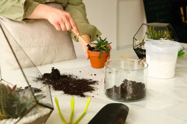 stock image Woman making florarium on table at home, closeup