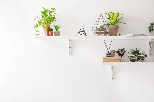 Shelves Florariums Houseplants Books Light Wall — Stock Photo, Image