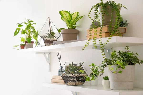 Shelves Florariums Houseplants Books Light Wall — Stock Photo, Image