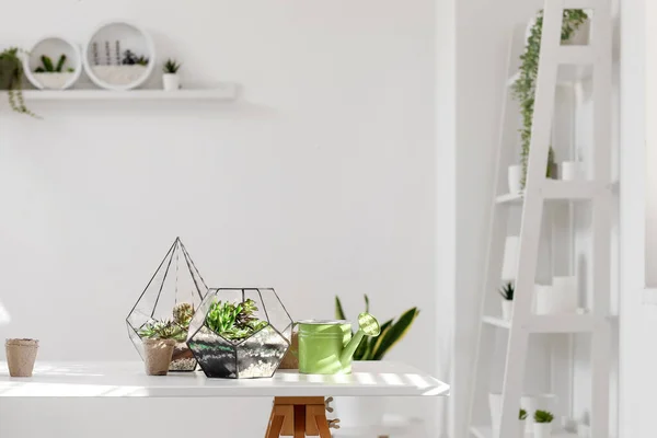 Florariums Avec Outils Jardinage Sur Table Dans Chambre — Photo
