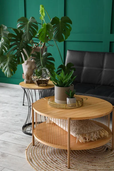 Interior Living Room Coffee Tables Houseplants Sofa — Stock Photo, Image