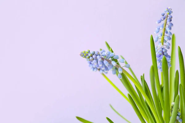Pembe Arka Planda Güzel Muscari Çiçekleri Yakın Plan — Stok fotoğraf