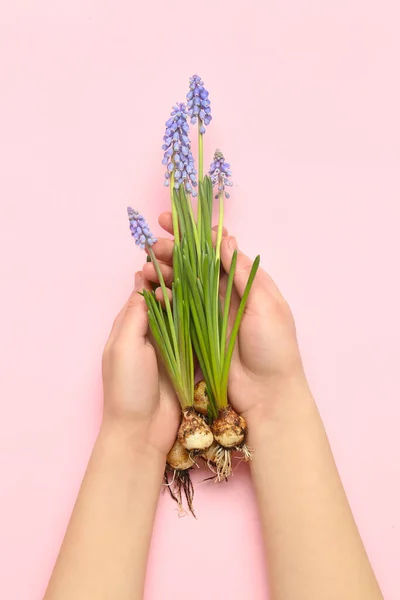 Female Hands Holding Beautiful Muscari Flowers Pink Background — Stock Photo, Image