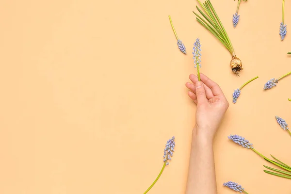 Composition Female Hand Holding Muscari Flower Beige Background — Stock Photo, Image