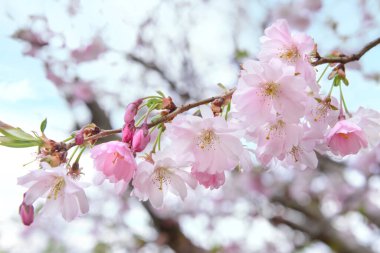 Güzel çiçek açan Sakura dalı bahar günü, yakın plan.