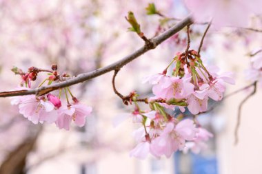 Güzel çiçek açan Sakura dalı bahar günü, yakın plan.