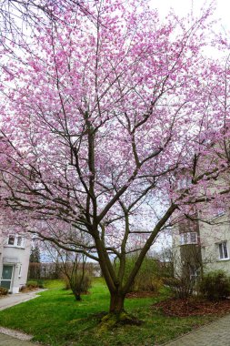 İlkbahar günü çiçek açan Sakura ağacıyla şehir parkı manzarası