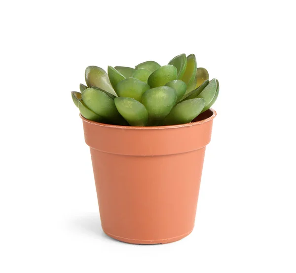 Green Succulent White Background — Stock Photo, Image