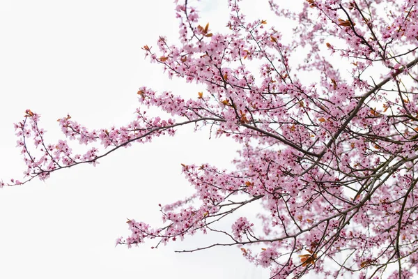 空を背景に美しい花の枝 — ストック写真