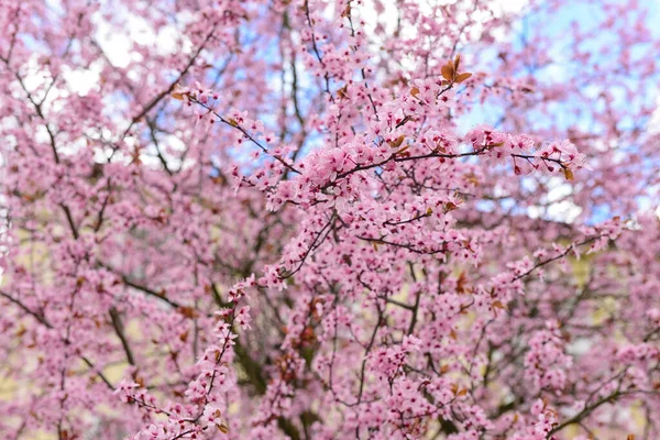 Piękne Kwitnące Drzewo Ulicy Zbliżenie — Zdjęcie stockowe