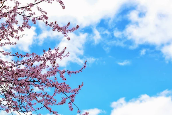 空を背景に美しい花の枝 — ストック写真