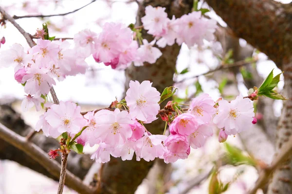 Прекрасная Цветущая Ветвь Сакуры Весенний День Крупный План — стоковое фото