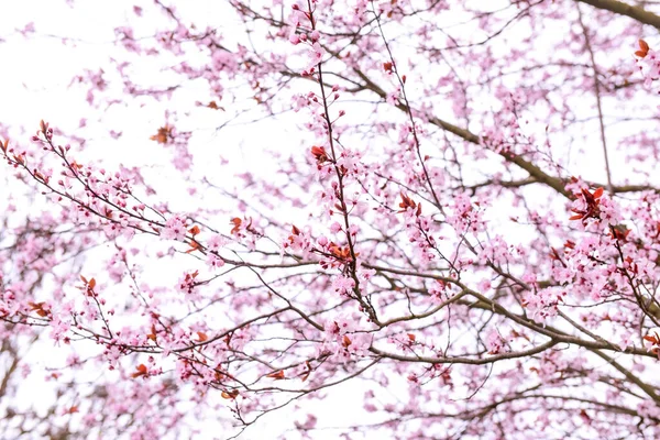 Цветущие Ветки Сакуры Фоне Неба Крупный План — стоковое фото