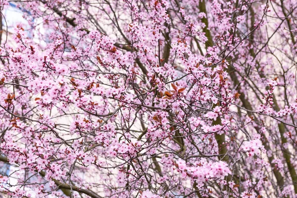Blossoming Sakura Branches Spring Day Closeup — Stock Photo, Image