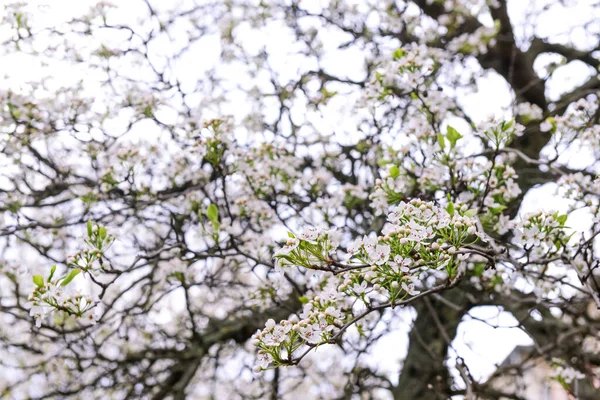 Beautiful Blossoming Branches Spring Day Closeup — Stock Photo, Image