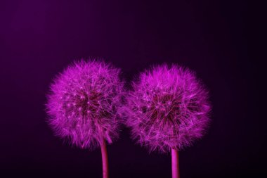 Koyu renk arkaplanda karahindiba çiçekleri