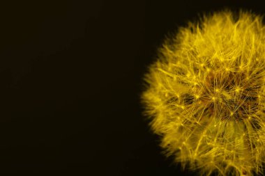Koyu renk arkaplanda karahindiba çiçeği