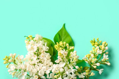 Turkuaz arka planda çiçek açan leylak çiçekleri