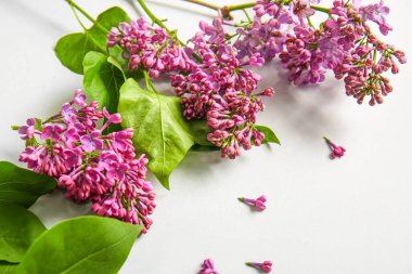 Gri arka planda çiçek açan leylak çiçekleri