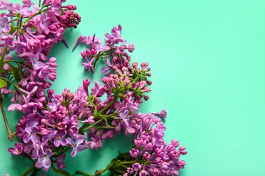 Turkuaz arka planda çiçek açan leylak çiçekleri