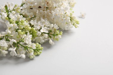 Gri arka planda çiçek açan leylak çiçekleri