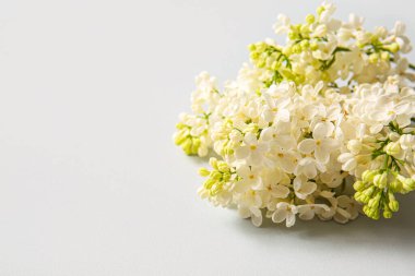 Gri arka planda çiçek açan leylak çiçekleri