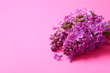 Pembe arka planda çiçek açan leylak çiçekleri