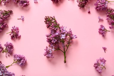 Pembe arka planda çiçek açan leylak çiçekleri