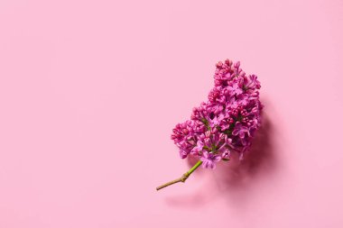 Pembe arka planda çiçek açan leylak çiçekleri
