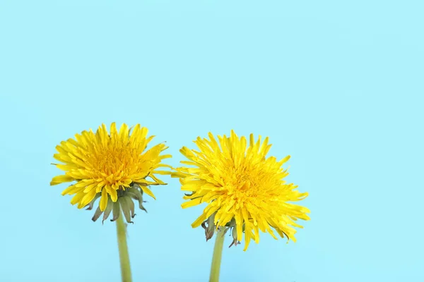 Dandelion Flowers Blue Background — Stock Photo, Image
