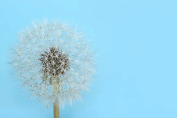 Цветок Одуванчика Голубом Фоне — стоковое фото