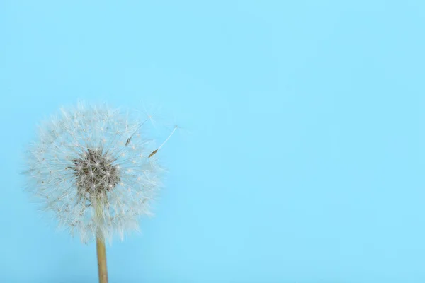 Цветок Одуванчика Голубом Фоне — стоковое фото