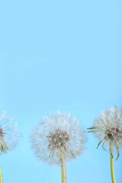 Πικραλίδα Λουλούδια Μπλε Φόντο — Φωτογραφία Αρχείου