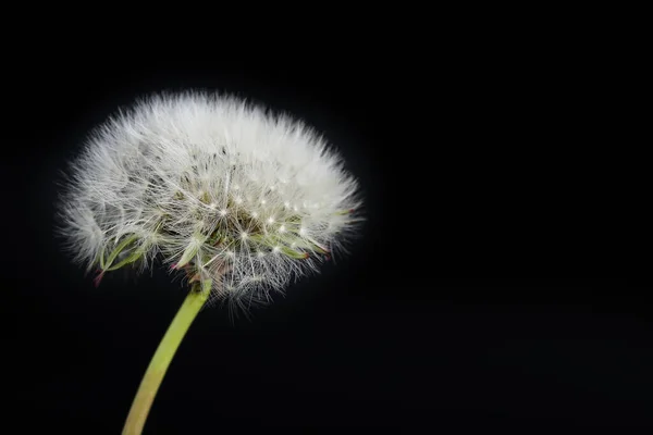 黒い背景にタンポポの花 — ストック写真
