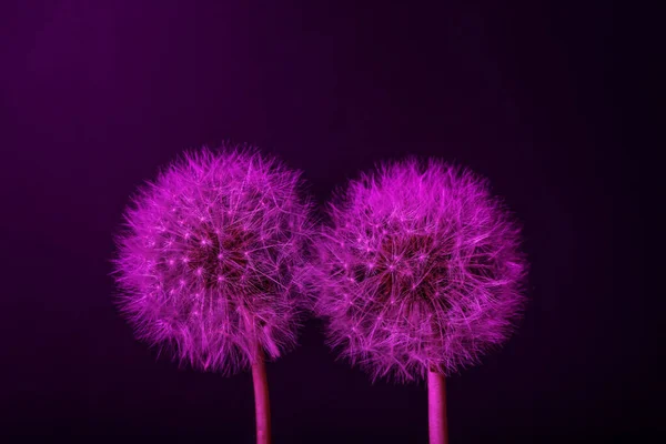 濃色系のタンポポの花 — ストック写真