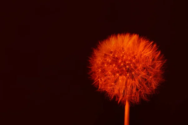 Dandelion Flower Dark Color Background — Stock Photo, Image