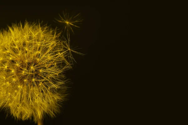濃色地にタンポポの花 — ストック写真