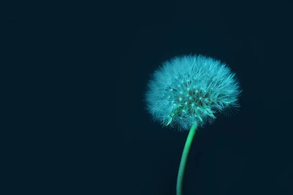 濃色地にタンポポの花 — ストック写真