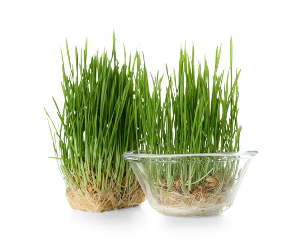 Fresh Wheatgrass White Background — Stock Photo, Image